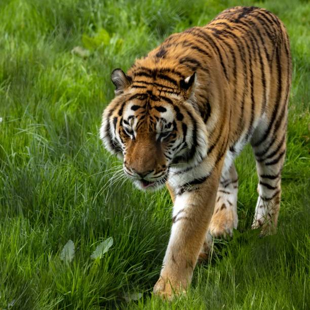 istock Amur tiger walking through grassland 1444070522