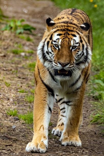 istock Vertical shot of Amur tiger walking through grassland 1444070524