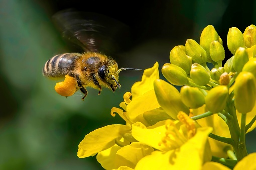 Close-up macro of a honey-bee collecting pollen from wattle flowers