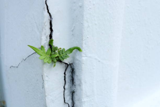 istock Seedling fern and crack building. 1444071201