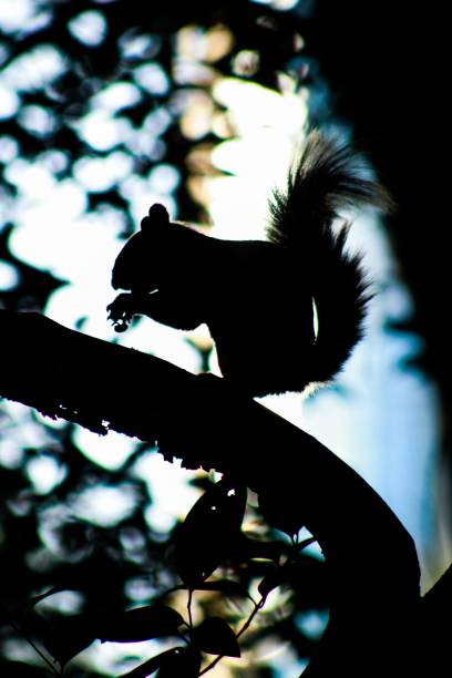 istock Silhouette of squirrel perching on tree branch 1444071515