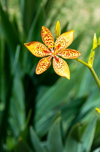 Lonely yellow and red flower with green plants background.