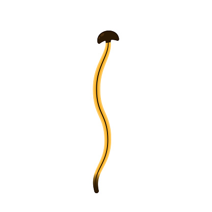 Hammerhead vector. Hammerhead worm on white background. With head black like hammer axe or an ax and black tail tip.
