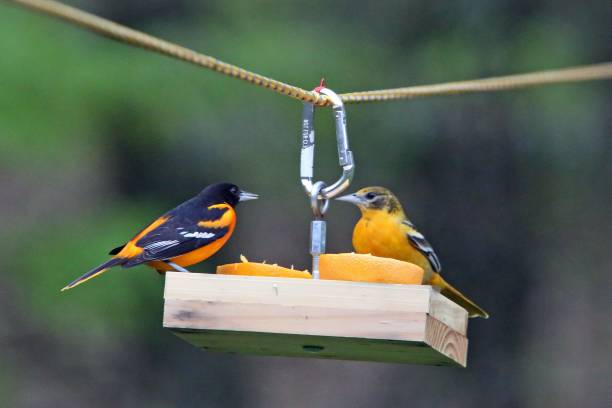 istock Closeup of Baltimore orioles perched on a bird feeder 1444071762