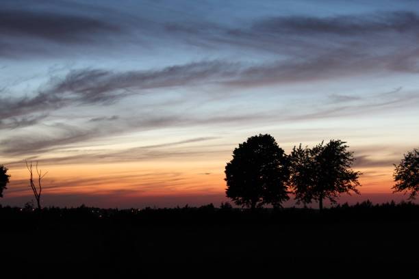 Some tree shades in front of a beautiful sunset evening sky