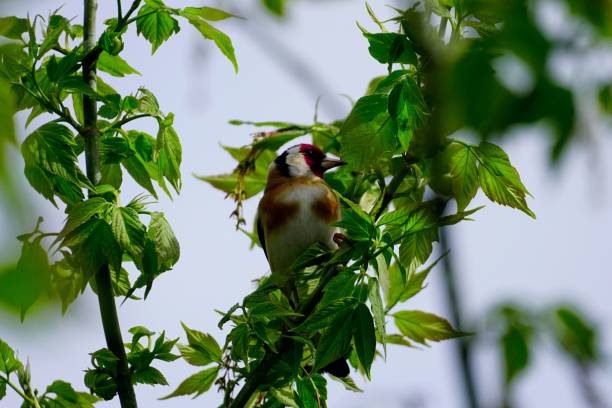 close-up view of the european goldfinch perching on the leafy branch - anumal imagens e fotografias de stock