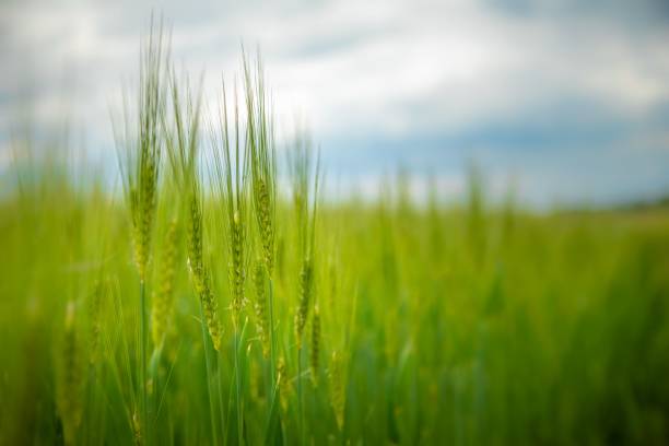 istock Landscape of a green wheat field 1444073083