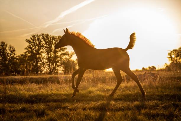istock Young brown foal running on pasture with tail up at bright dawn 1444073113