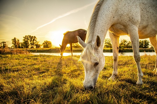 A brown foal and white mother horse eating grass on the pasture at sunrise in the morning