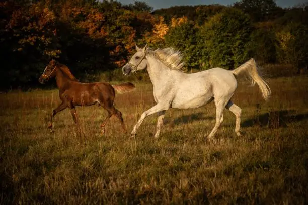 Two running horses on the meadow at sundown - mother and child equines enjoying their freedom