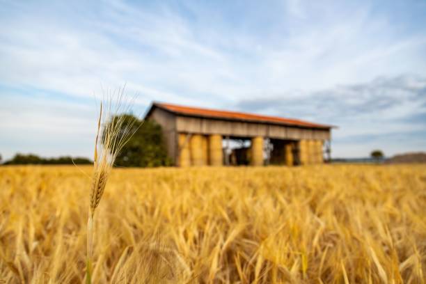 istock Blurred summer wheat field with open barn house and stacked straw bales in background 1444073163