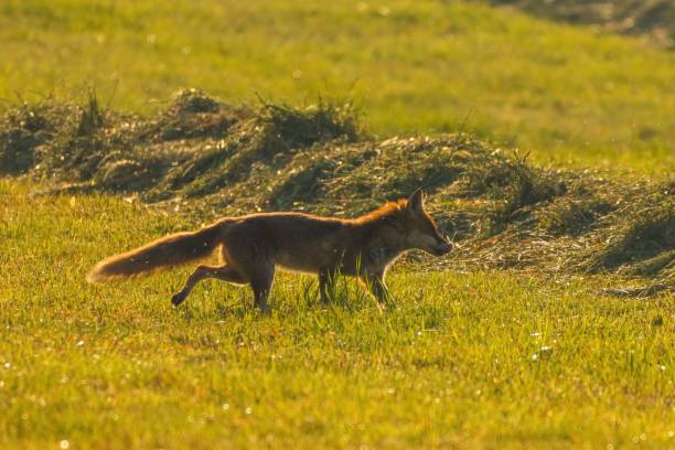istock Cute fox walking on a meadow on a sunny morning 1444073194