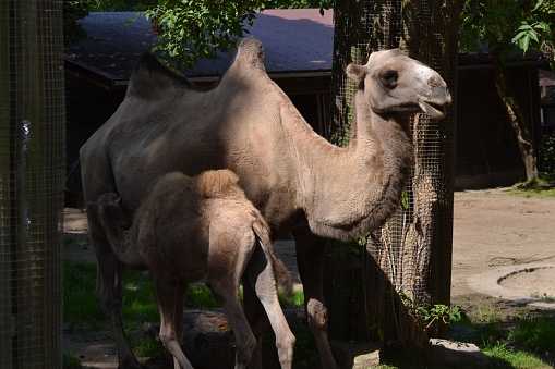 A mother and baby Bactrian camels (Camelus bactrianus) in the zoo