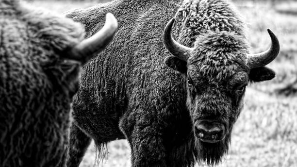 istock Opponents - European bison bulls 1444074294