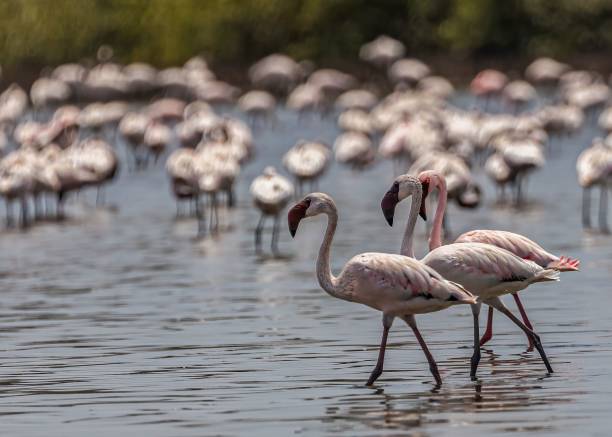istock Flamingos in a selective focus with flamboyance in the background 1444074303