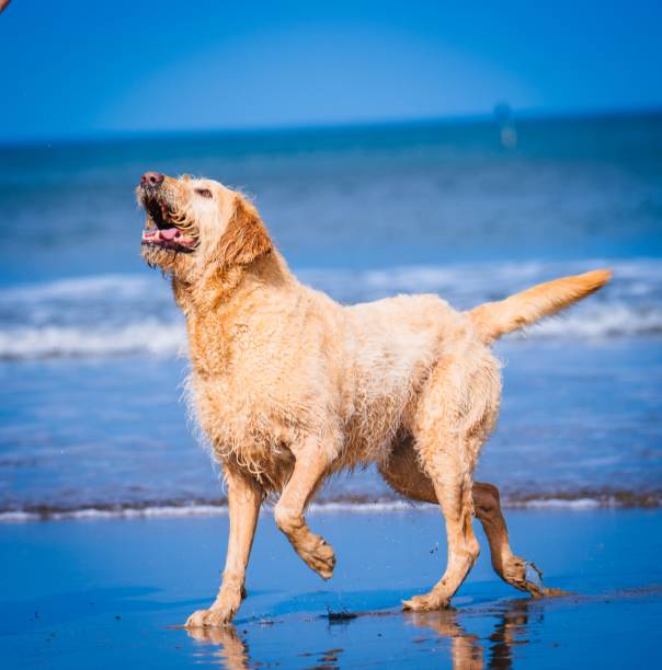 A Golden Retriever playing on the sandy beach