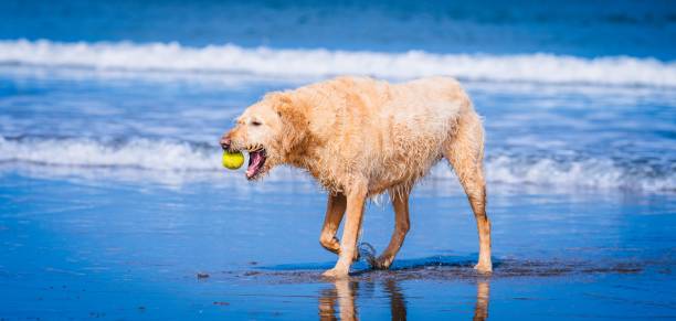 A Golden Retriever playing with a ball on the beach