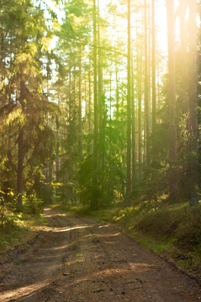 istock Vertical shot of a road in a sunny forest 1444074417