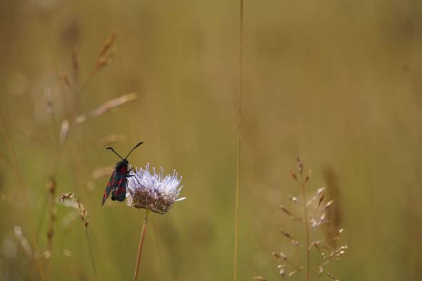 istock Six-spot burnet butterfly (Zygaena filipendulae)  on a flower on a blurry background 1444074627