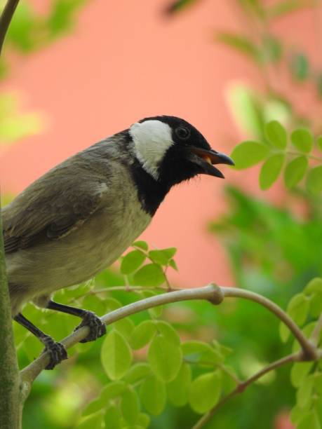 istock Vertical closeup of the white-eared bulbul, Pycnonotus leucotis. 1444074662
