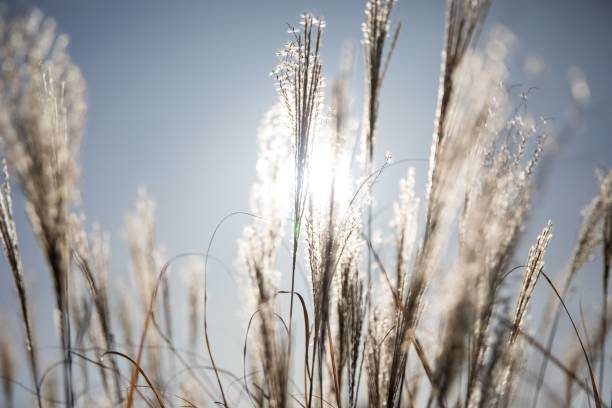 istock Closeup shot of a plants illuminated with sunlight 1444074718