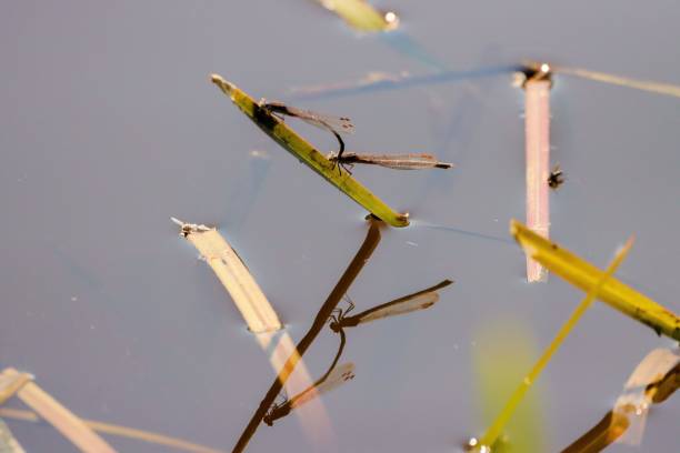 istock Display of dragonflies perched on a wild plant with a blurred background 1444075008