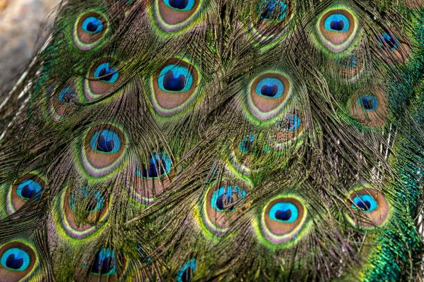 istock Close-up shot of a peacock open tail 1444075276