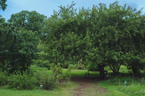 A beautiful scenery of a pathway and bench under tree in a garden