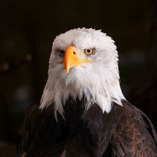 istock Close-up shot of a bald eagle's head with a blurry background 1444075523