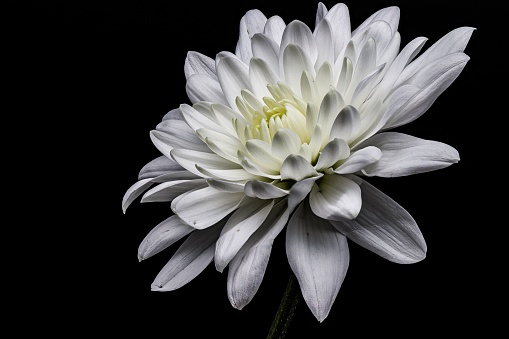A beautiful blooming white chrysanthemum flower isolated on black background