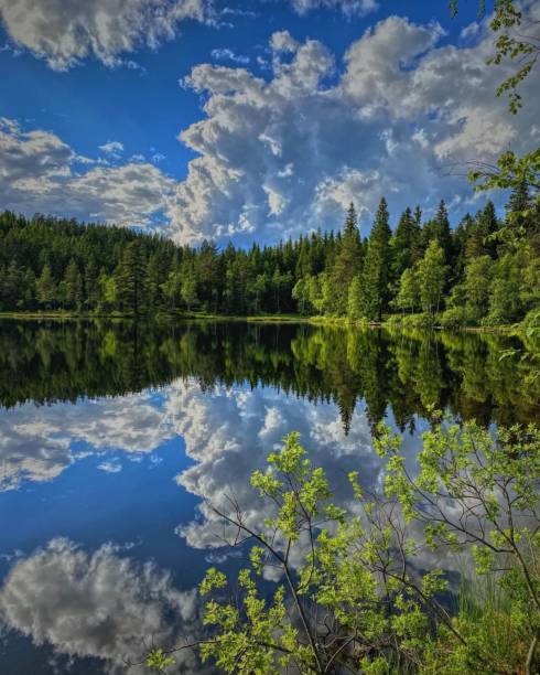 istock Beautiful landscape of a pine forest reflected in a lake 1444075664