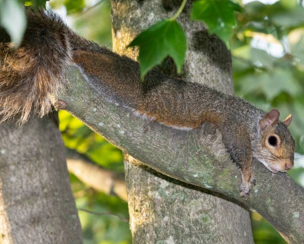 istock Closeup shot of a gray squirrel laying on a maple tree branch. 1444075705