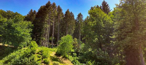 istock Beautiful view of a forest under a blue bright sky 1444076152