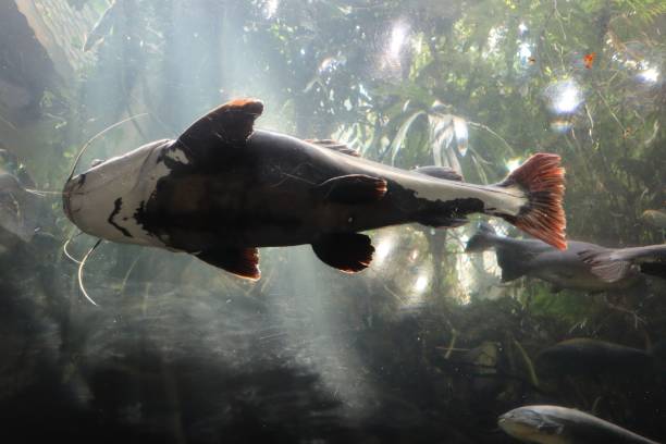 istock Redtail catfish (Phractocephalus hemioliopterus) swimming underwater with sunrays 1444076173