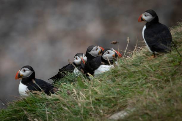 istock Beautiful shot of Atlantic puffins on a blurred a background 1444076182