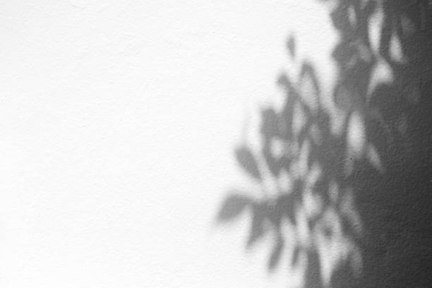 istock White Concrete Wall Texture Background with Light Bokeh and Shadow of Tree Branch on the Surface. 1444076355