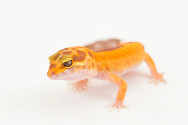 istock Leopard gecko, Eublepharis macularius, tremper albino  on white background 1444076395