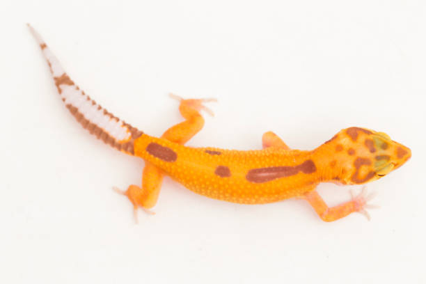 istock Leopard gecko, Eublepharis macularius, tremper albino  on white background 1444076400