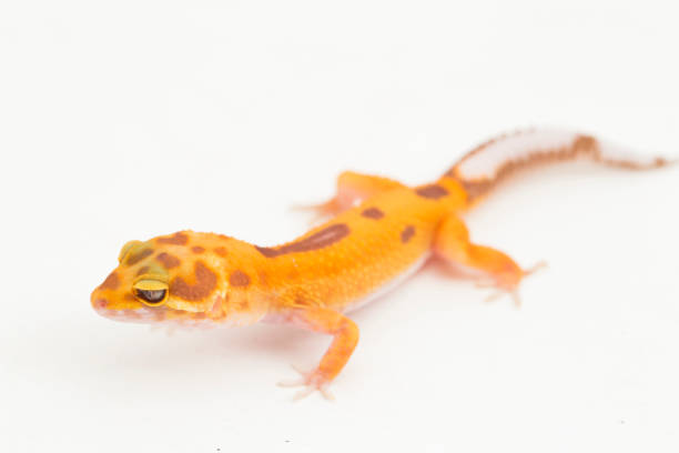istock Leopard gecko, Eublepharis macularius, tremper albino  on white background 1444076420
