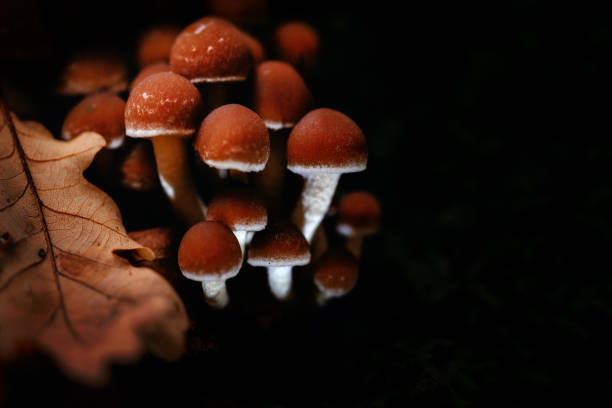 istock a group of small fungus 1444077078
