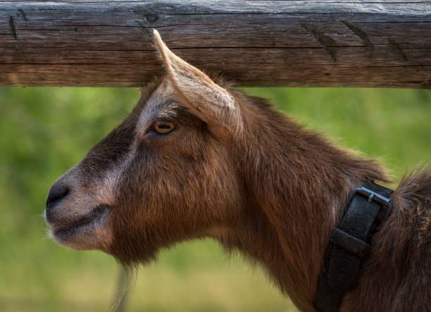 istock Side profile of a brown goat 1444077559