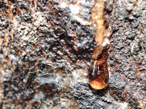 close-up shot of a tree resin on the bark - tree resin imagens e fotografias de stock