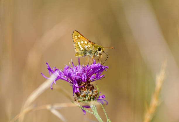 Comma skipper butterfly, Hesperia comma. Butterfly on a thistle flower. Insect close-up. Common branded skipper.