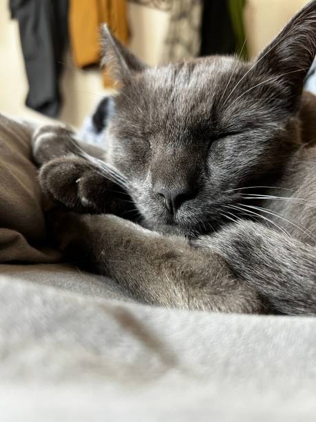 istock Vertical closeup of a cute gray cat sleeping on a soft surface 1444078685