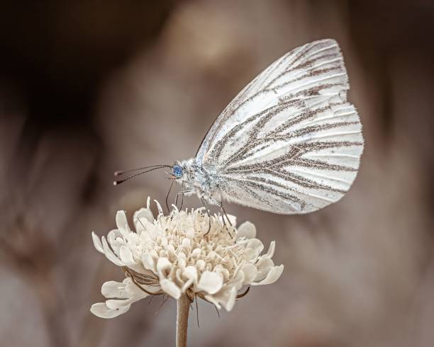 istock Rapeseed green-veined white butterfly on a flower 1444078746