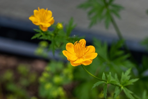 A selective focus shot of yellow Trollius flowers