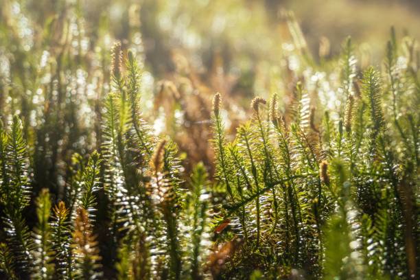 Closeup shot of a sunny ground pines (Lycopodium) field A closeup shot of a sunny ground pines (Lycopodium) field lycopodiaceae photos stock pictures, royalty-free photos & images
