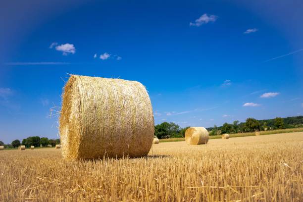 istock Straw roll in a field with a bright blue sky background 1444080055