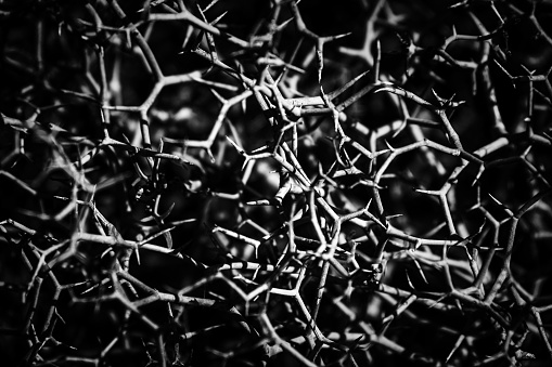 A heap of dried thorny branches on blurred background, grayscale shot