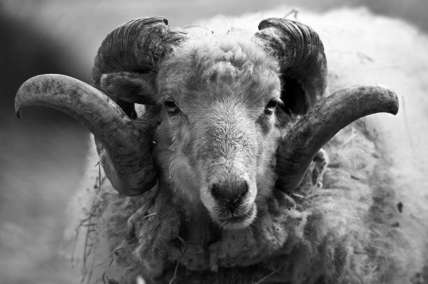 istock Male sheep is looking directly into the camera - ready to attack 1444080557